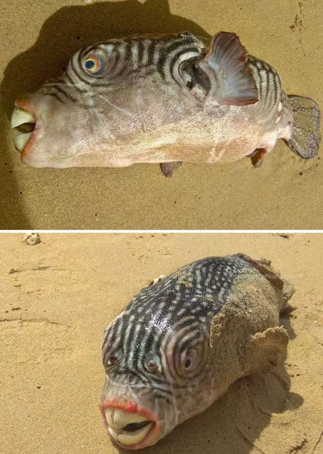 那些你絕沒見過的深海魚類,全程高能圖,大開眼界!