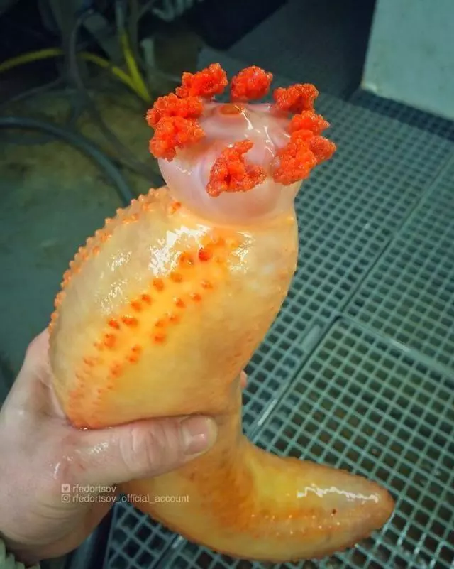 那些你絕沒見過的深海魚類,全程高能圖,大開眼界!