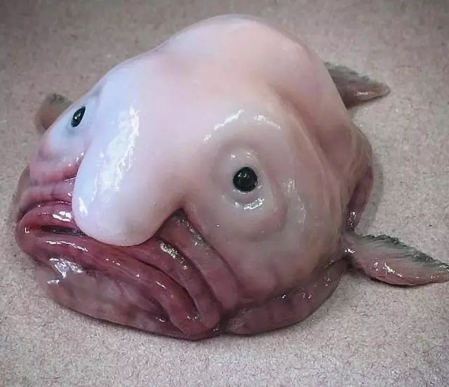 那些你絕沒見過的深海魚類,全程高能圖,大開眼界!