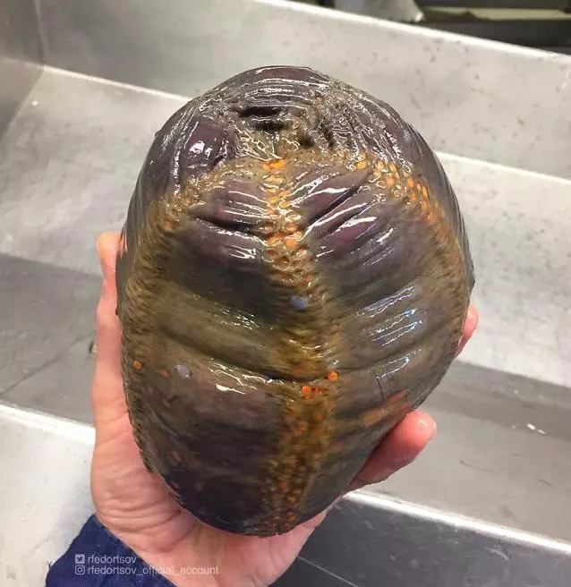 那些你絕沒見過的深海魚類,全程高能圖,大開眼界!