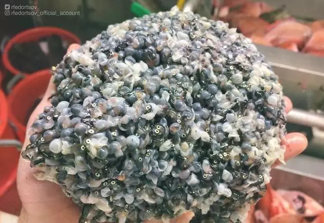 那些你絕沒見過的深海魚類,全程高能圖,大開眼界!