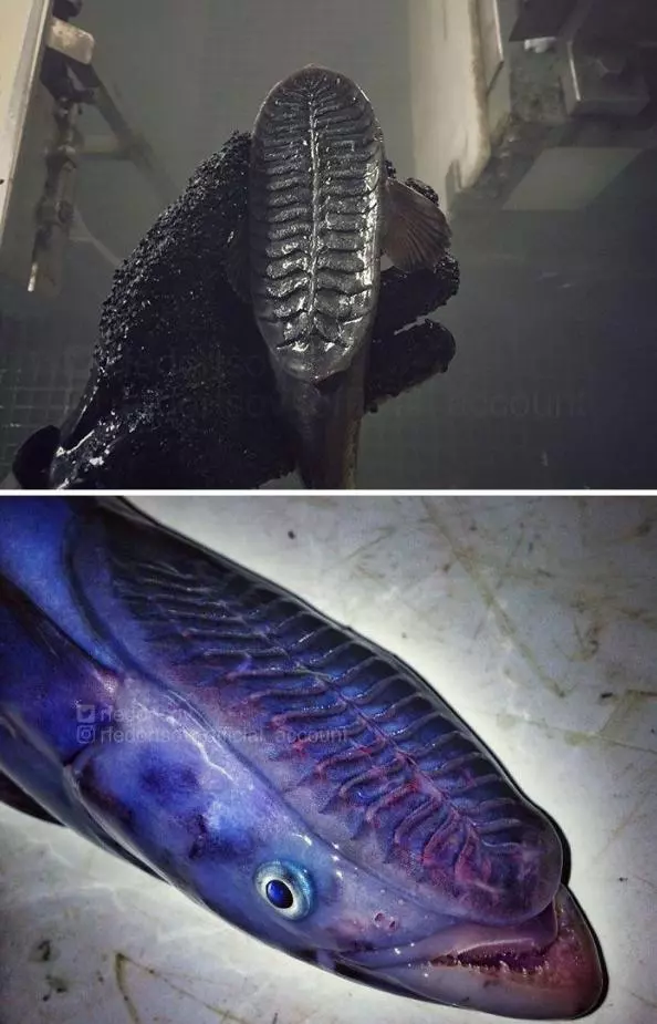 那些你絕沒見過的深海魚類,全程高能圖,大開眼界!