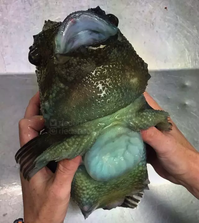 那些你絕沒見過的深海魚類,全程高能圖,大開眼界!