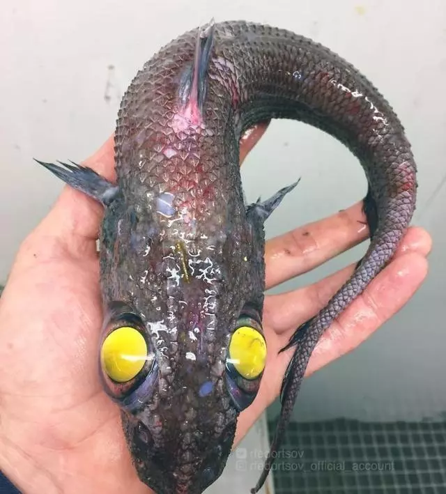 那些你絕沒見過的深海魚類,全程高能圖,大開眼界!