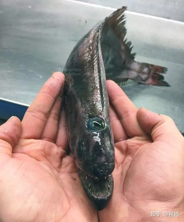 那些你絕沒見過的深海魚類,全程高能圖,大開眼界!
