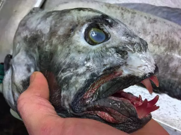 那些你絕沒見過的深海魚類,全程高能圖,大開眼界!