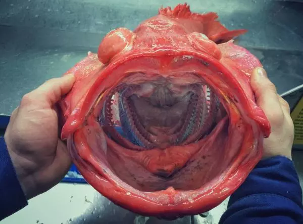 那些你絕沒見過的深海魚類,全程高能圖,大開眼界!