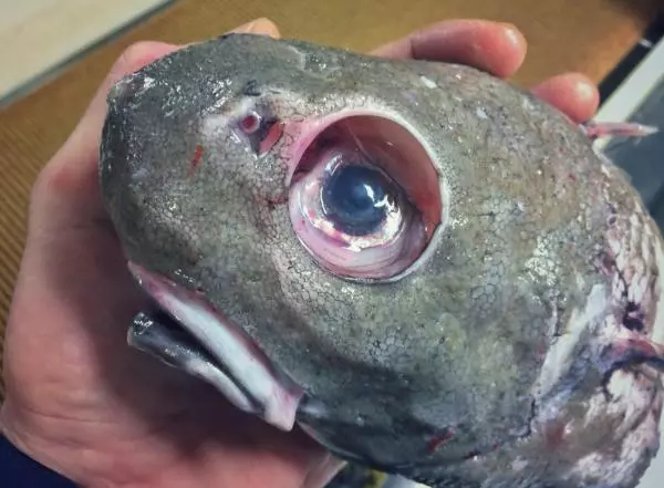 那些你絕沒見過的深海魚類,全程高能圖,大開眼界!