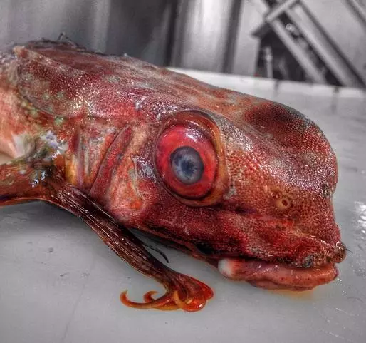 那些你絕沒見過的深海魚類,全程高能圖,大開眼界!