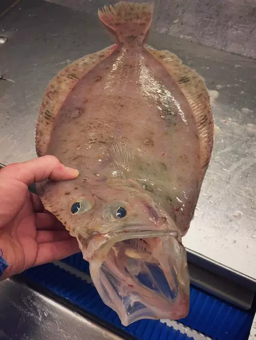 那些你絕沒見過的深海魚類,全程高能圖,大開眼界!