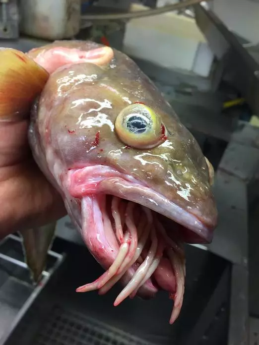 那些你絕沒見過的深海魚類,全程高能圖,大開眼界!