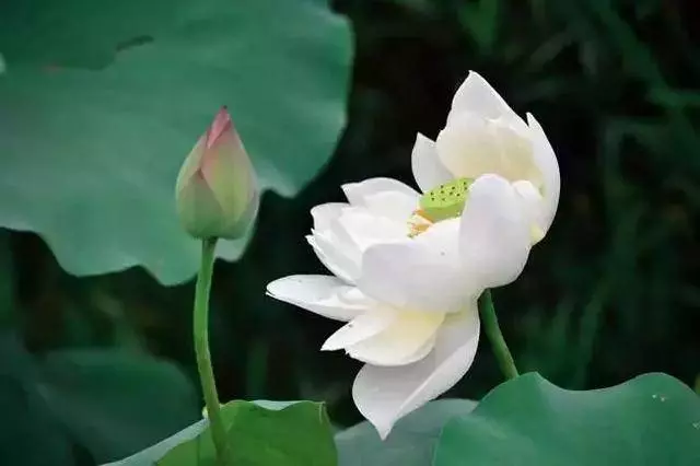 很多人吃素都只是走形式,星雲大師告訴你正確的吃素方式