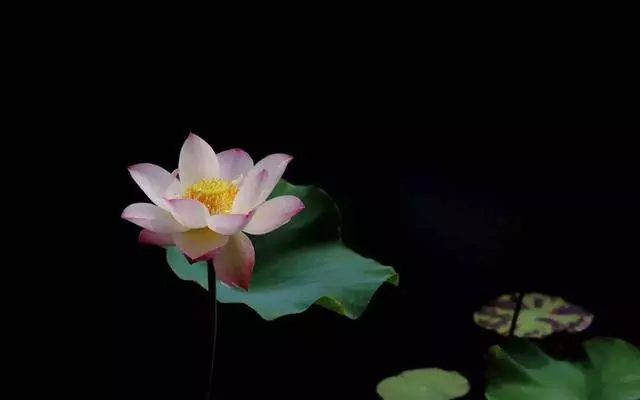 很多人吃素都只是走形式,星雲大師告訴你正確的吃素方式