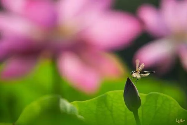 很多人吃素都只是走形式,星雲大師告訴你正確的吃素方式
