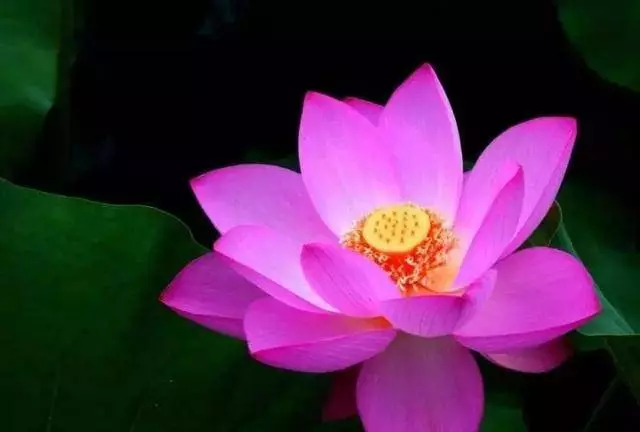 很多人吃素都只是走形式,星雲大師告訴你正確的吃素方式