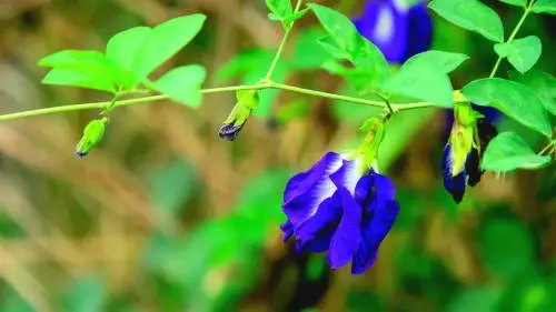 這杯茶富含「花青素」,提高人體免疫力,降壓又護腦!