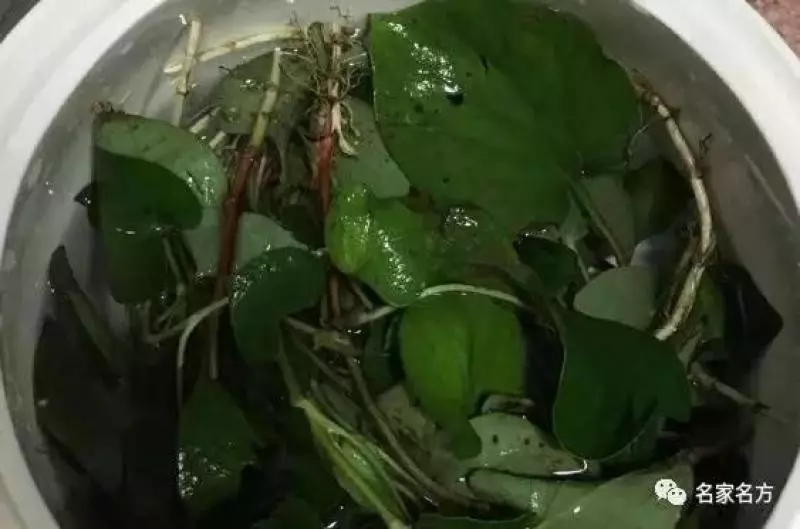 百日咳吃「它」立馬好,便秘吃它一通到底,排毒祛濕降火效果顯著,全家需要!