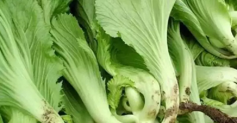 這道菜養腎護肺,經常抽筋的要吃、睡眠不足的更要吃!