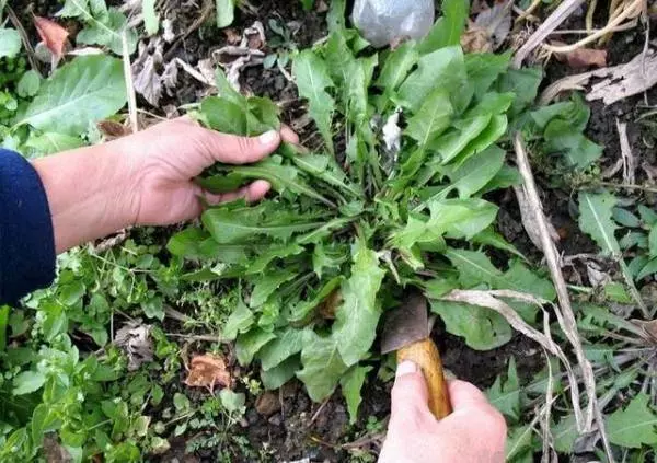 據說被「皮蛇」繞一圈就沒救?奶奶泡了1杯茶後再也不會痛!