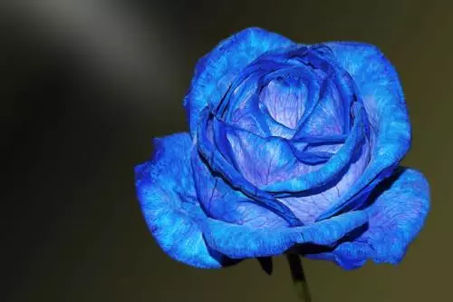 2月27號起鴻運天降,橫財大獎無憂,富貴不愁的5大生肖!