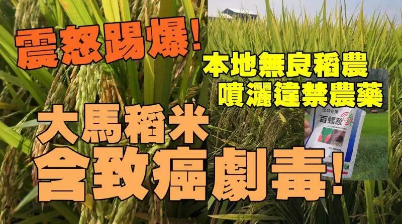 今日憤怒踢爆!恐怖!本地無良稻農噴灑違禁農藥;大馬稻米含致癌劇毒
