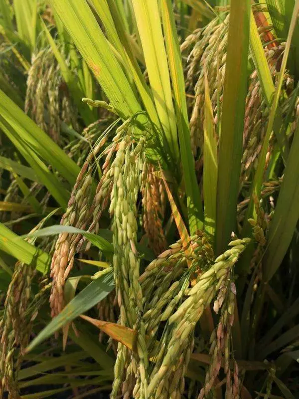 今日憤怒踢爆!恐怖!本地無良稻農噴灑違禁農藥;大馬稻米含致癌劇毒
