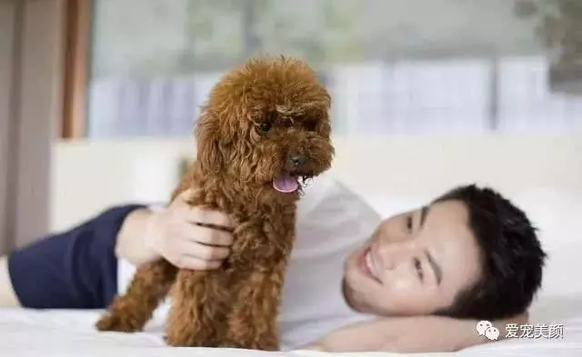 泰迪出現這5種行為,可能是老年痴呆,主人要多加留意!