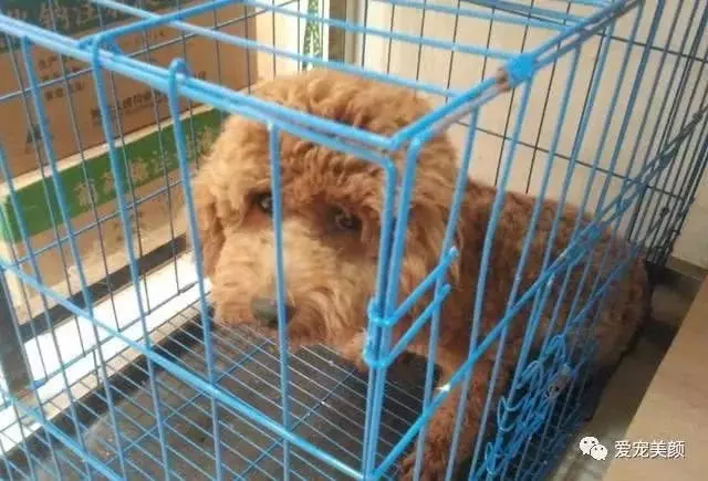 泰迪出現這5種行為,可能是老年痴呆,主人要多加留意!