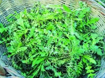 薺菜號稱補鈣高手,可聰明的人會用這幾種吃法,養生效果翻倍