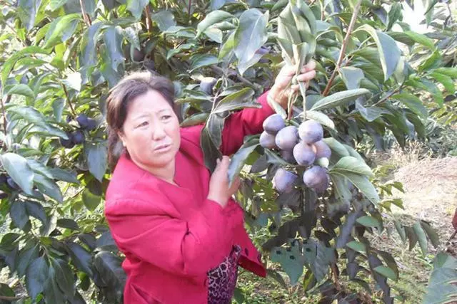 它被譽為「維C之王」,吃一個能滿足人半天的維C需求,甜度是甘蔗的2倍,插土就活,種兩棵全家吃不完