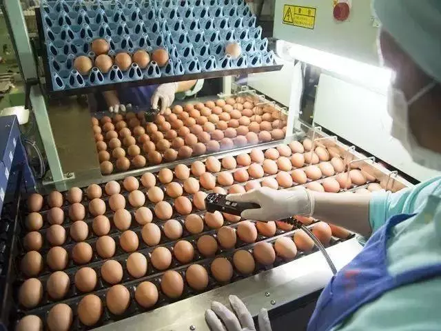 日本人憑什麼就敢生吃雞蛋?原來這就是真相!