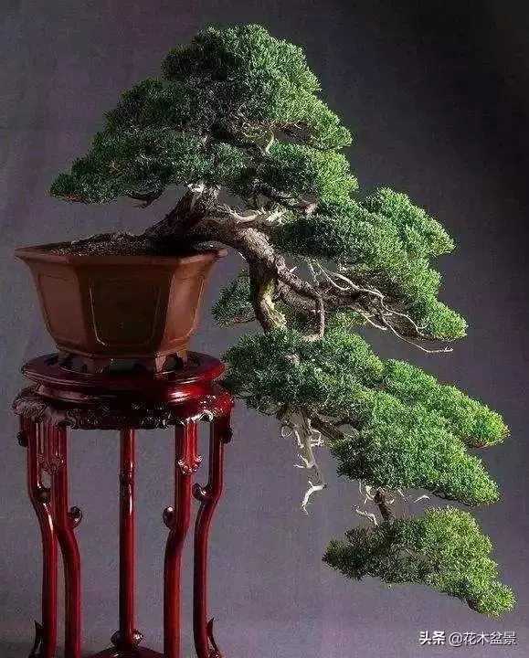 訣竅!初級玩家如何購買盆景?