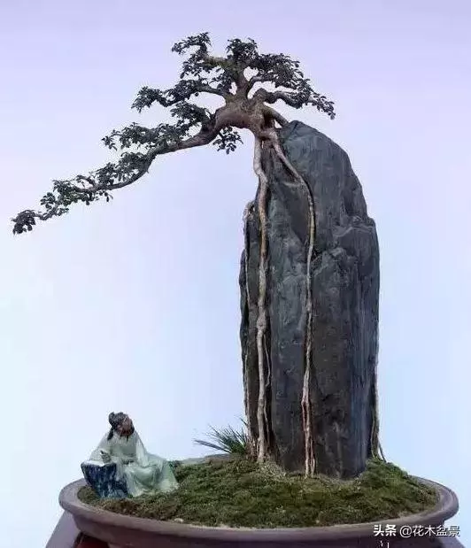 訣竅!初級玩家如何購買盆景?