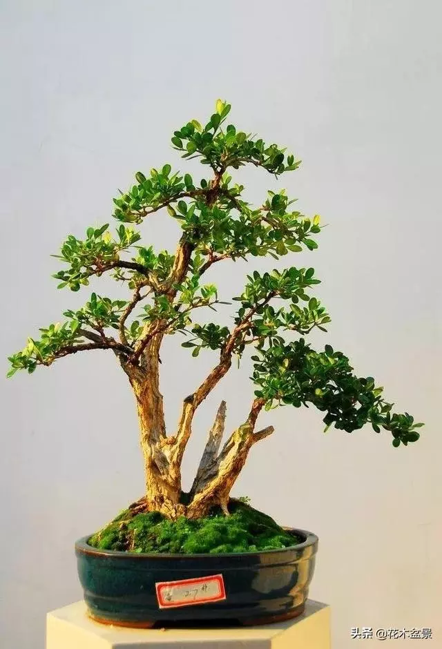 訣竅!初級玩家如何購買盆景?