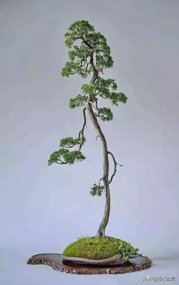 訣竅!初級玩家如何購買盆景?
