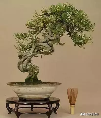 訣竅!初級玩家如何購買盆景?