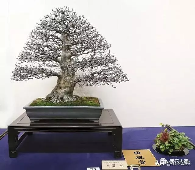盆景的配盆方法!!!