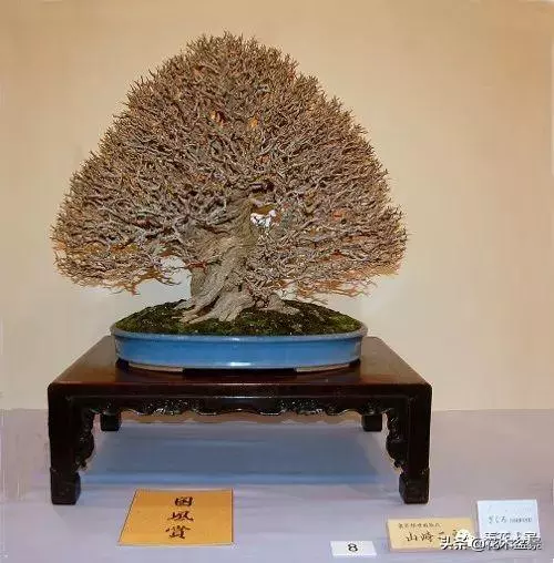 盆景的配盆方法!!!