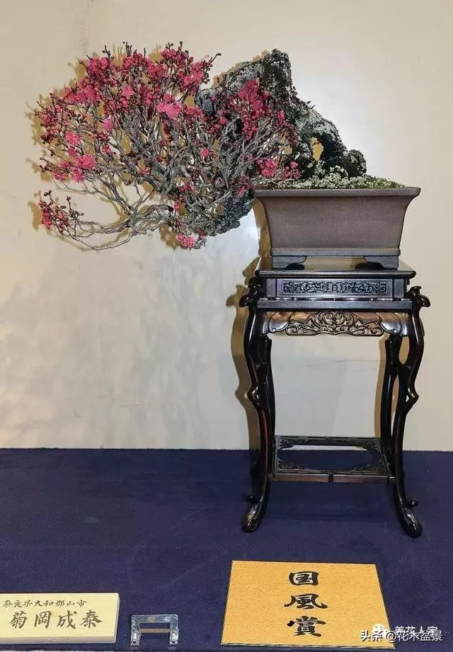 盆景的配盆方法!!!