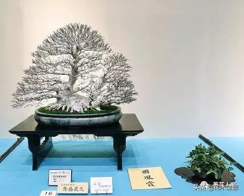 盆景的配盆方法!!!
