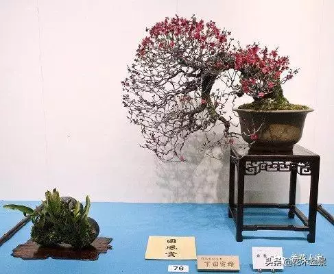 盆景的配盆方法!!!