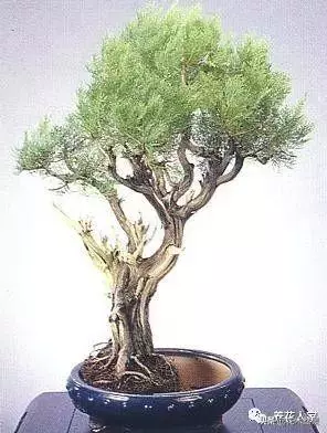 盆景的配盆方法!!!