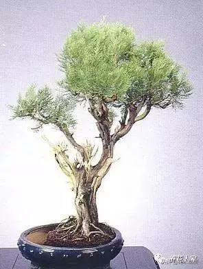 盆景的配盆方法!!!