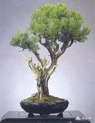盆景的配盆方法!!!