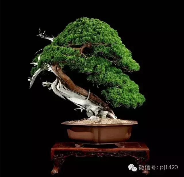 這些盆景竟拍出幾十萬到百萬
