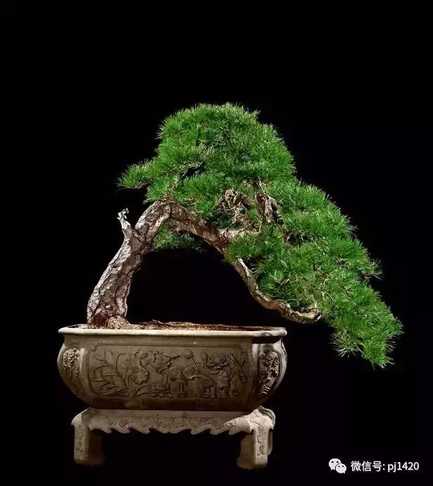 這些盆景竟拍出幾十萬到百萬