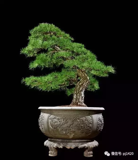 這些盆景竟拍出幾十萬到百萬
