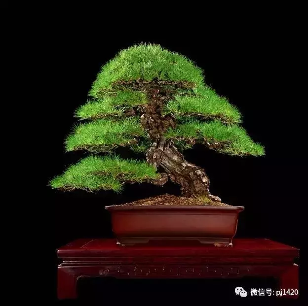 這些盆景竟拍出幾十萬到百萬