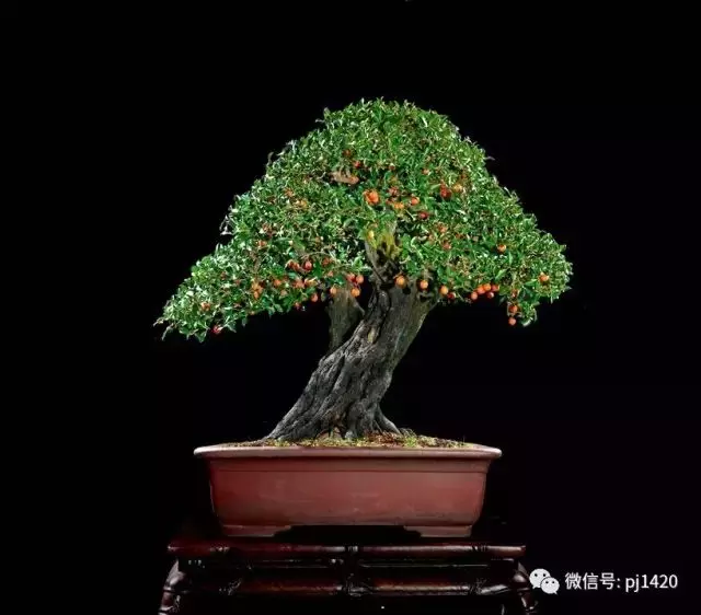 這些盆景竟拍出幾十萬到百萬