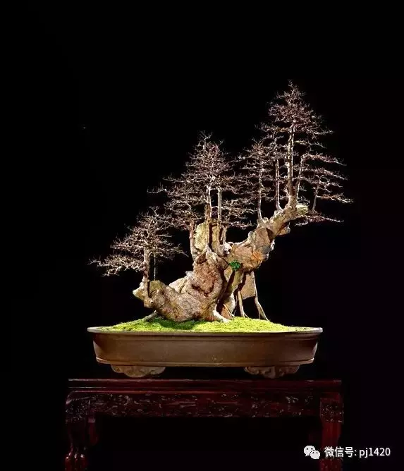這些盆景竟拍出幾十萬到百萬